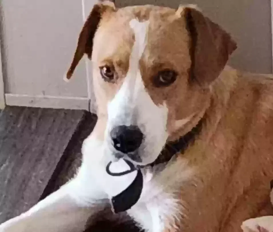 Lost dog in Wellford, SC, 29385