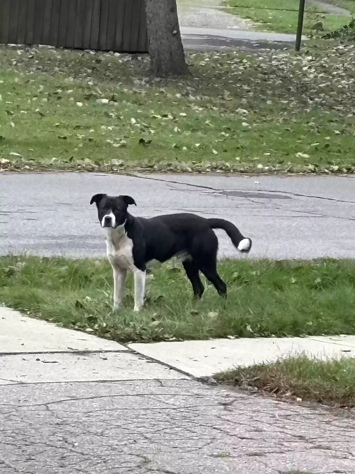 Found dog in Redford, MI, 48240