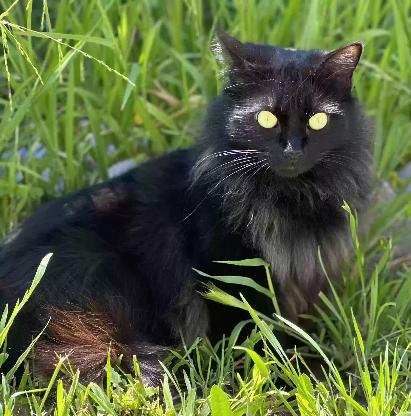 Lost cat in Newark, CA, 94560