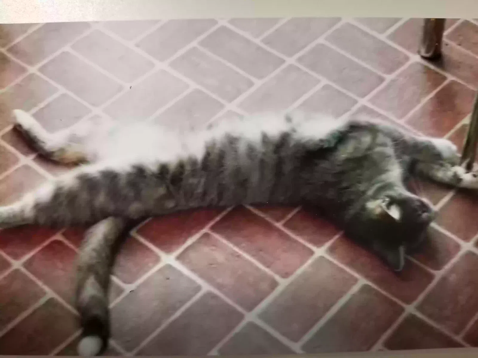 Lost cat in Knoxville, TN, 37923