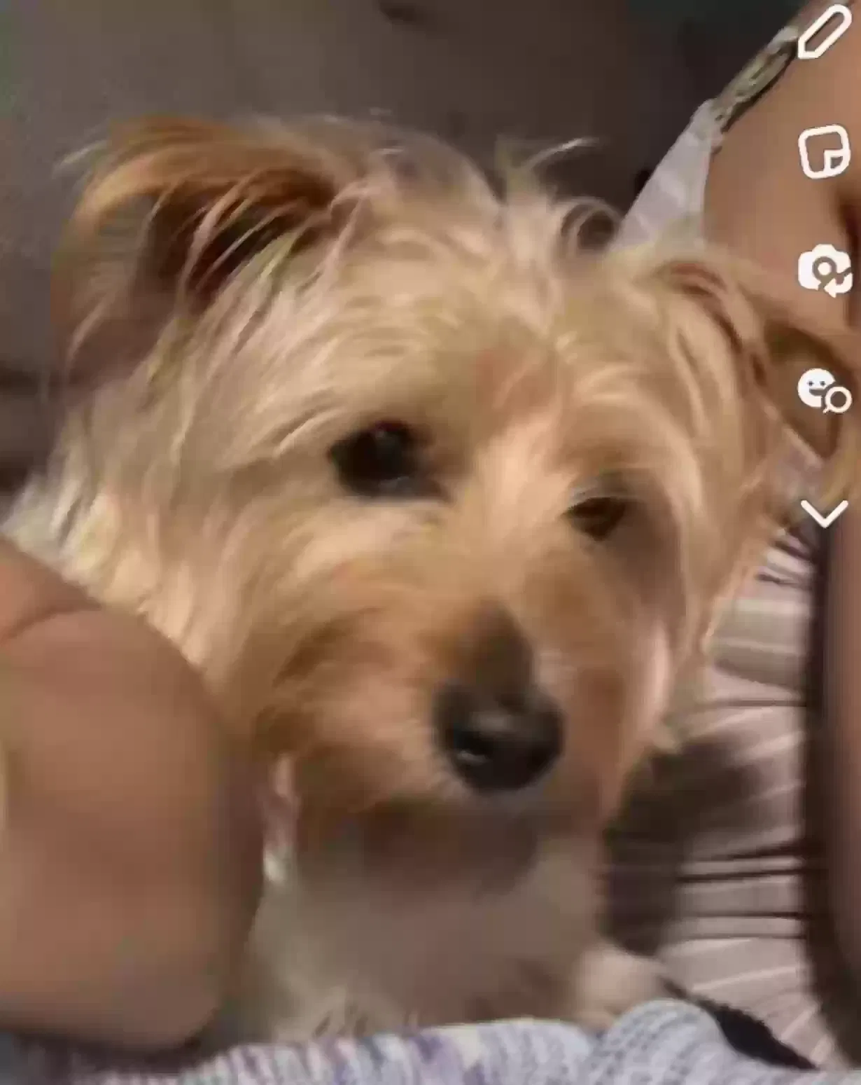 Lost dog in Orlando, FL, 32805