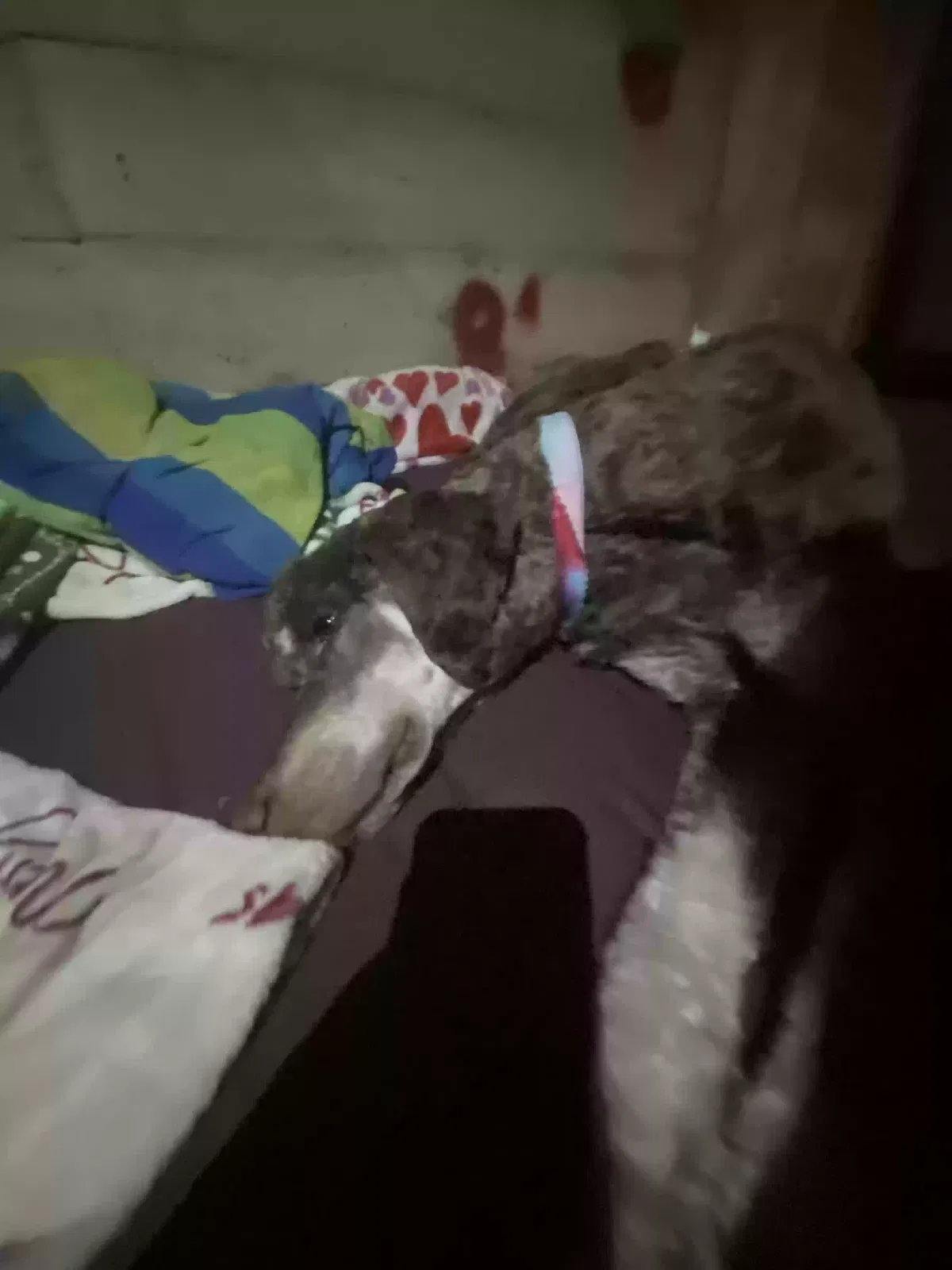 Lost dog in Bakersfield, CA, 93308