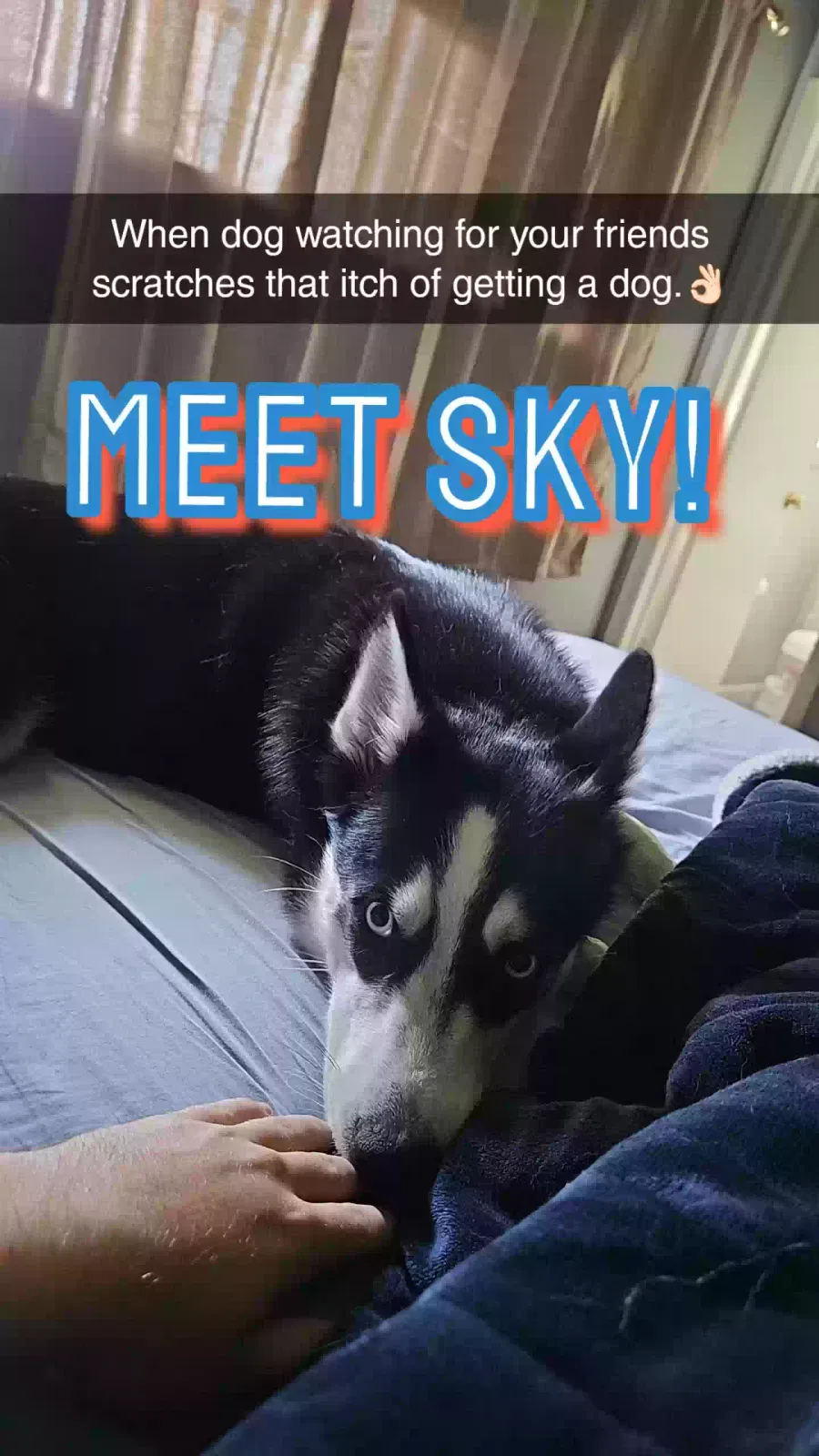 Lost dog in Virginia Beach, VA, 23454