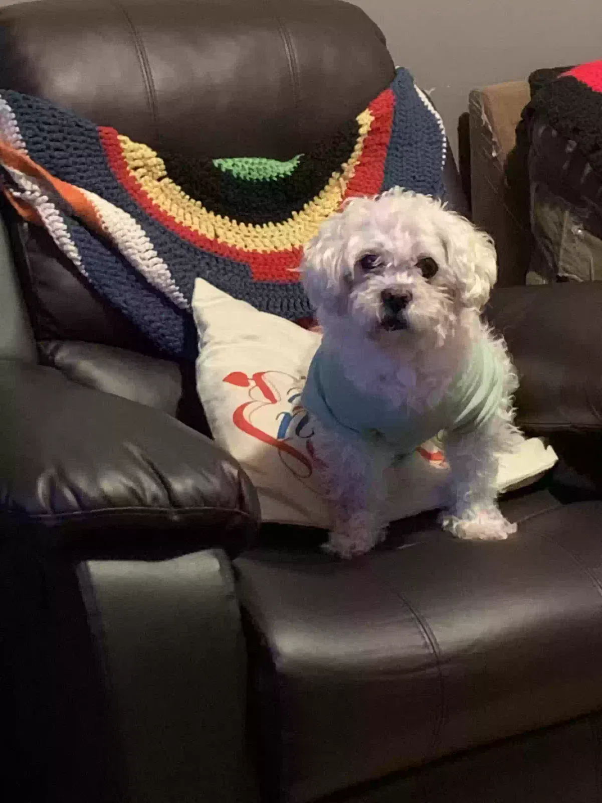 Lost dog in Chicago, IL, 60609