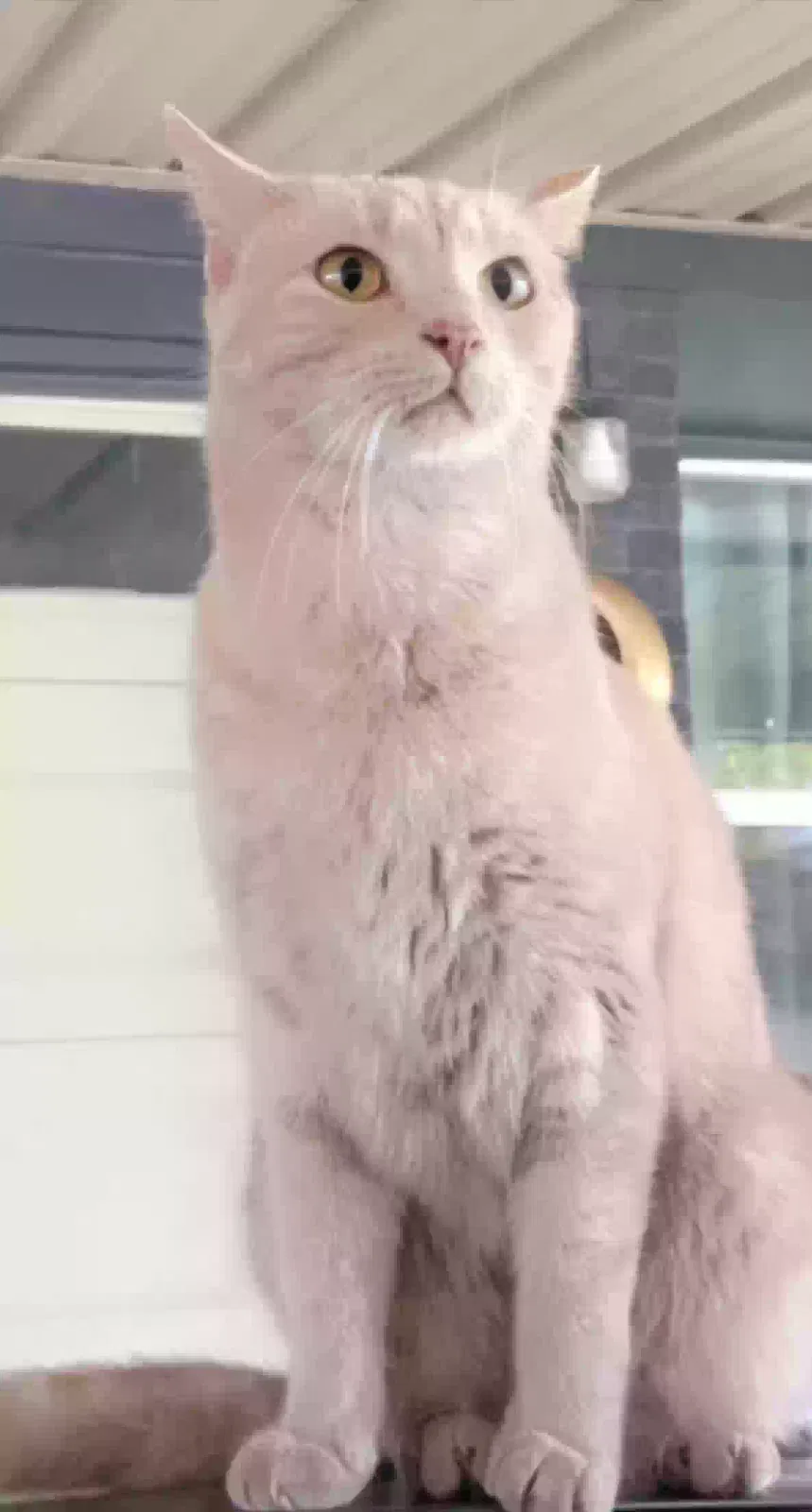 Lost cat in Fort Worth, TX, 76148