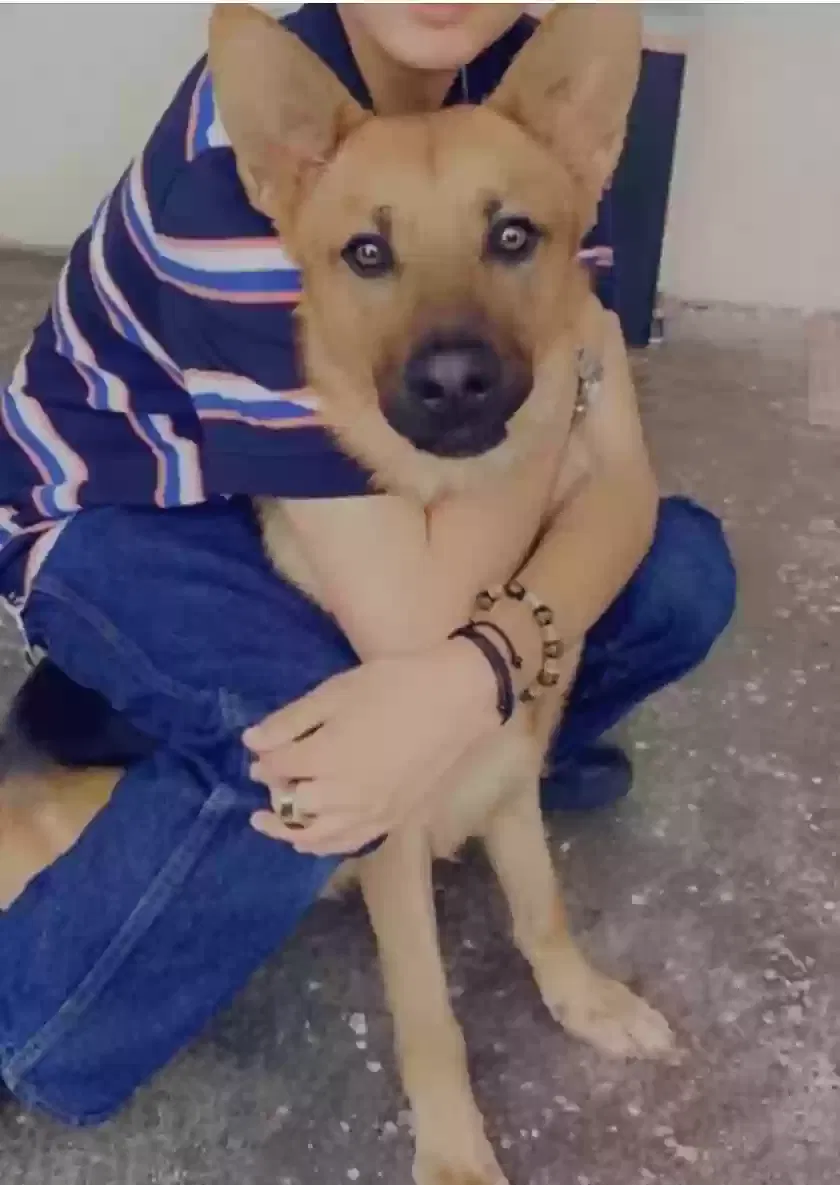 Lost dog in Hemet, CA, 92545