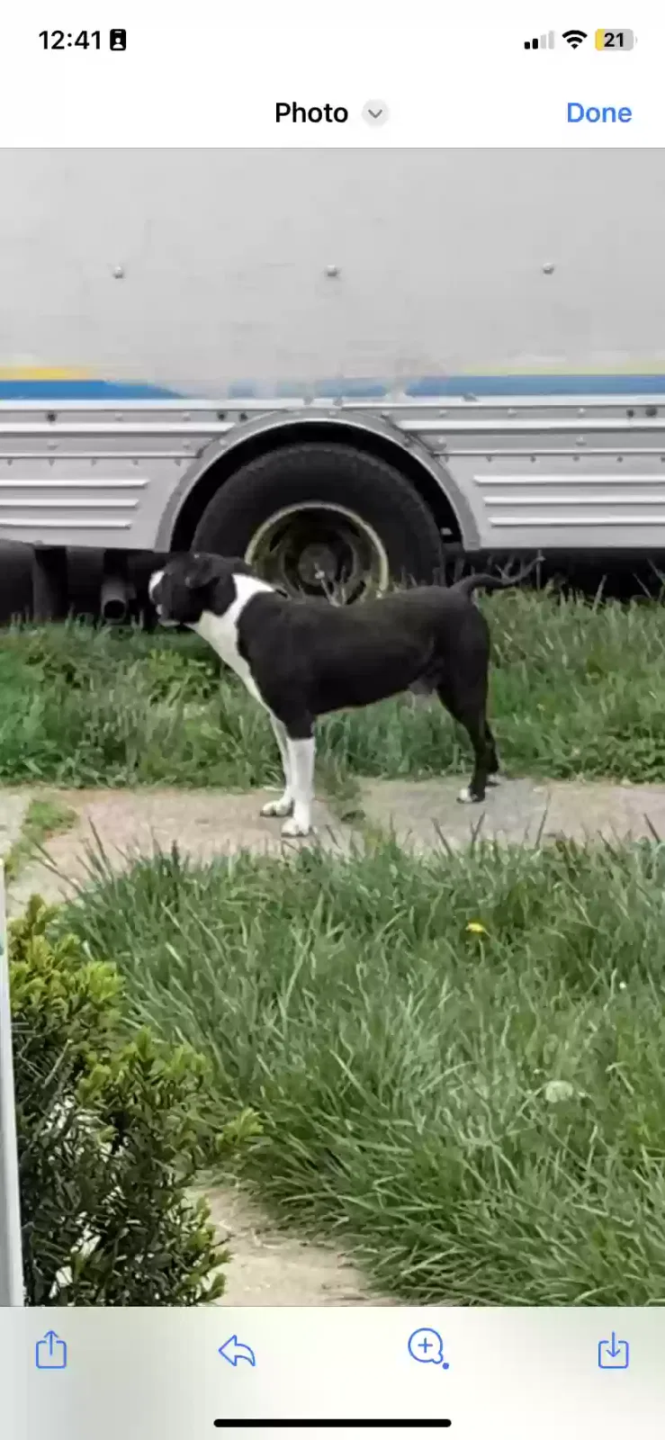 Lost dog in Detroit, MI, 48227