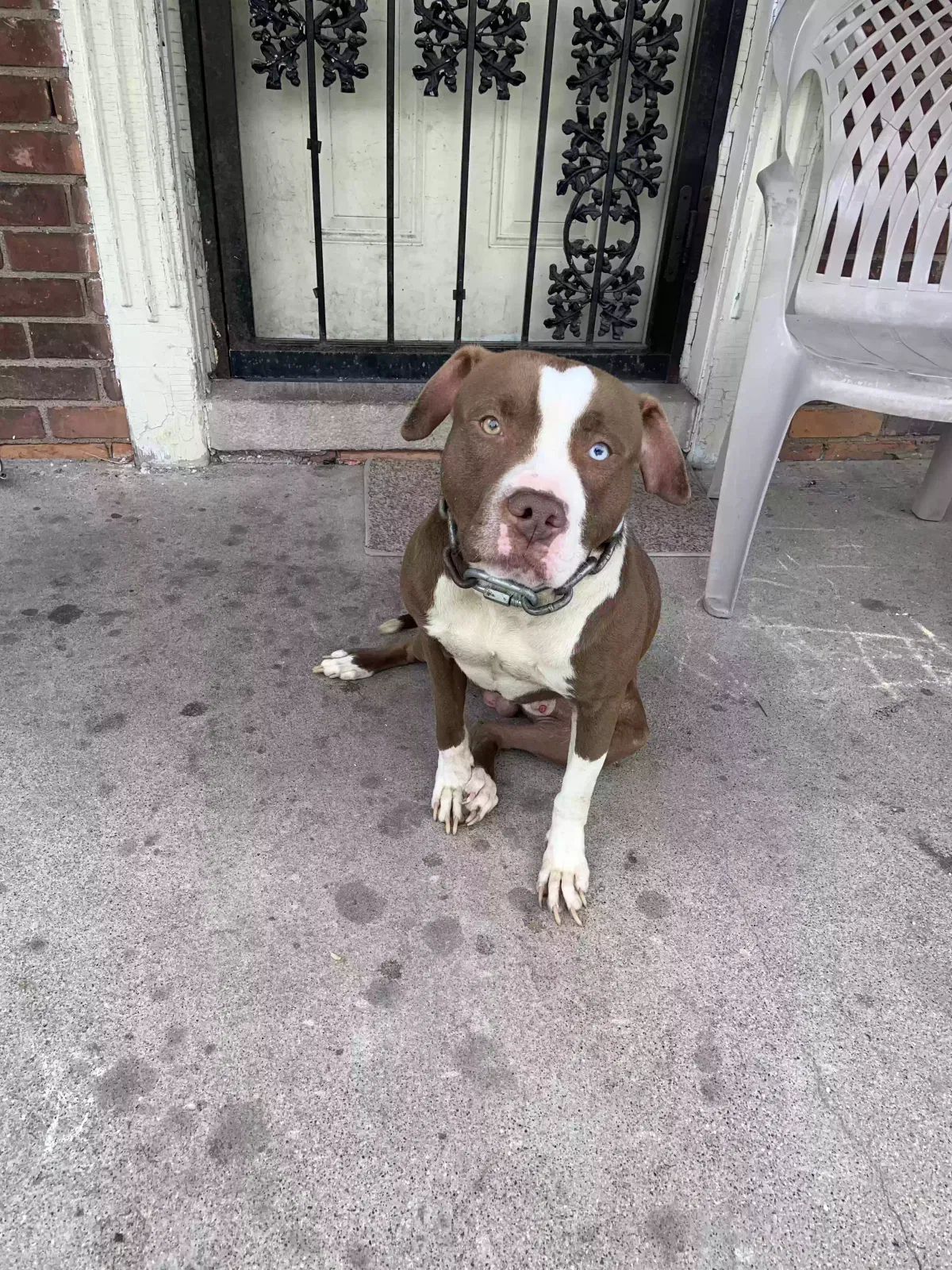 Lost dog in Detroit, MI, 48227