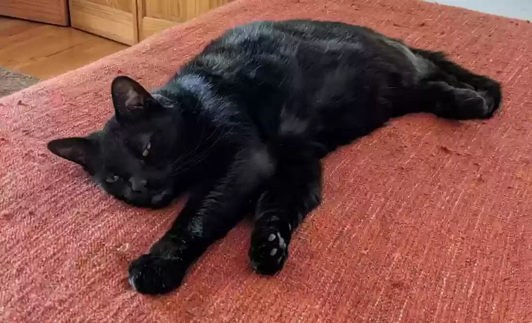Lost cat in Los Angeles, CA, 90032