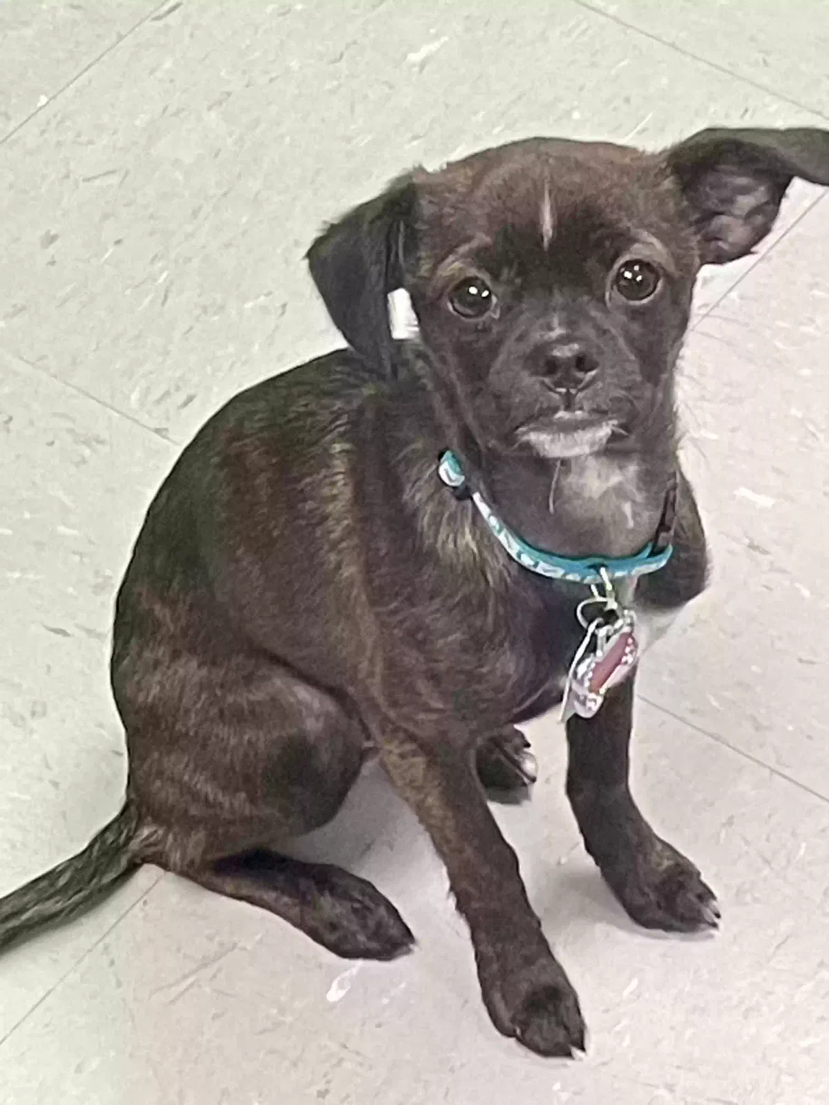 Lost dog in Chattanooga, TN, 37412