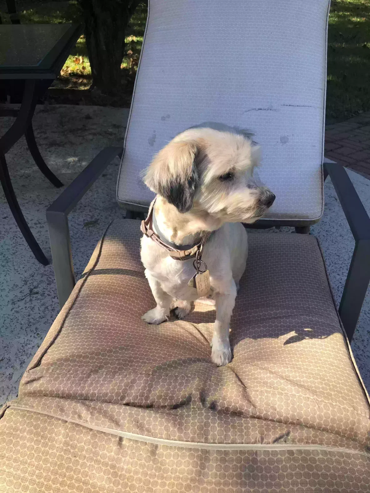 Lost dog in Spring, TX, 77388