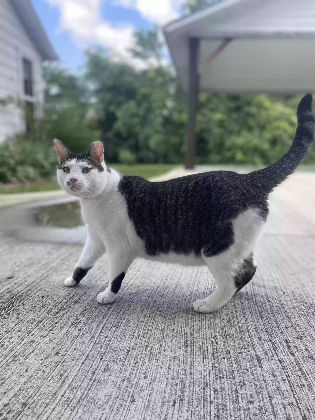 Lost cat in Ooltewah, TN, 37363