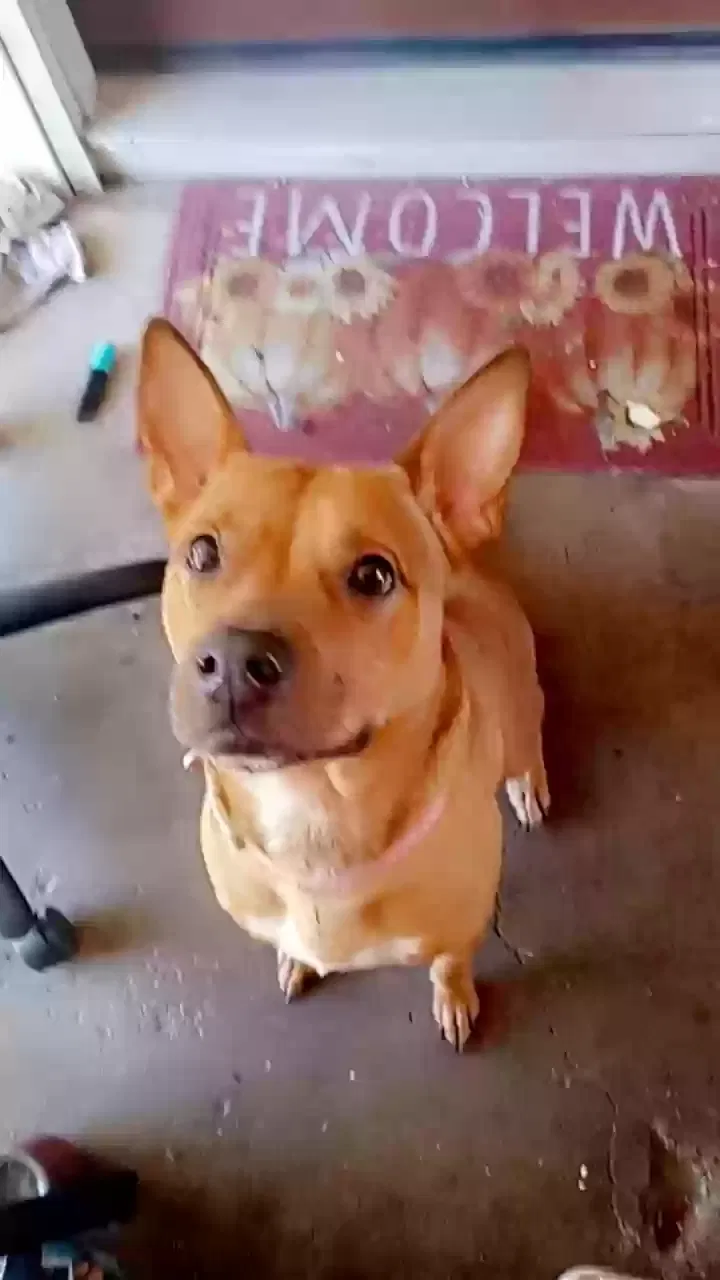 Lost dog in Oklahoma City, OK, 73130