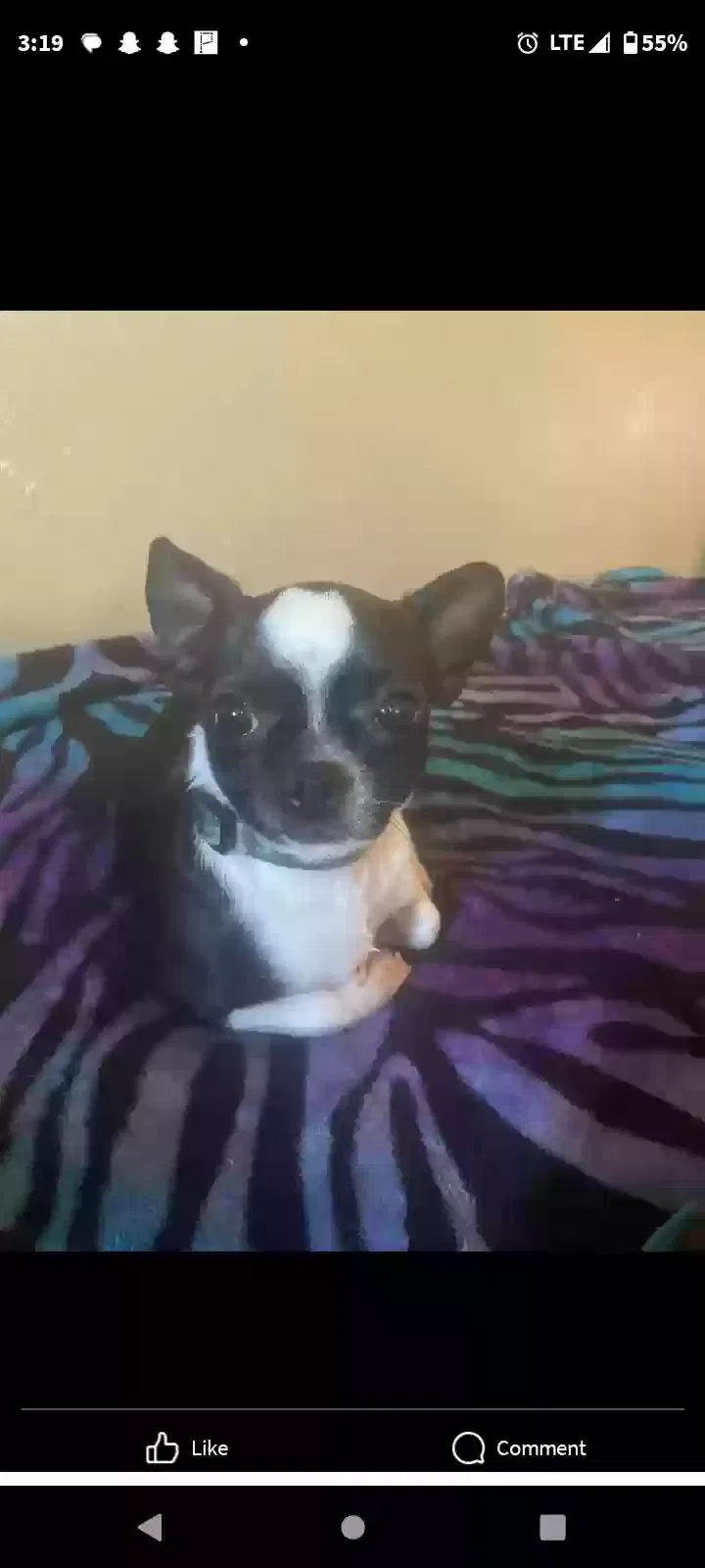 Lost dog in Oklahoma City, OK, 73130