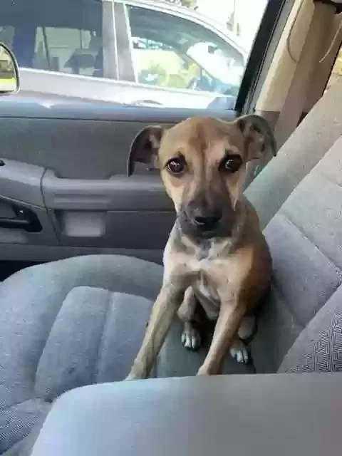 Found dog in Stockton, CA, 95219