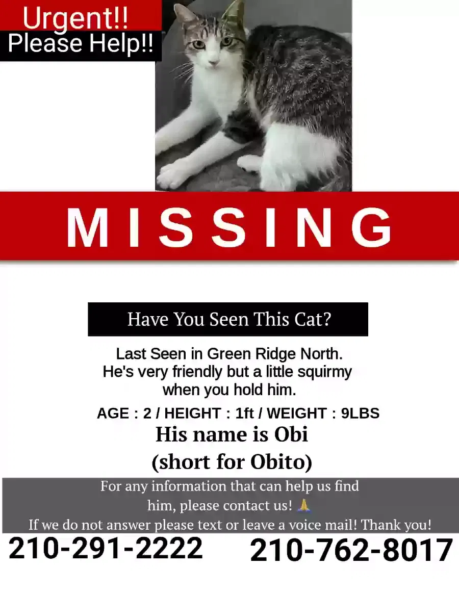 Lost cat in San Antonio, TX, 78233