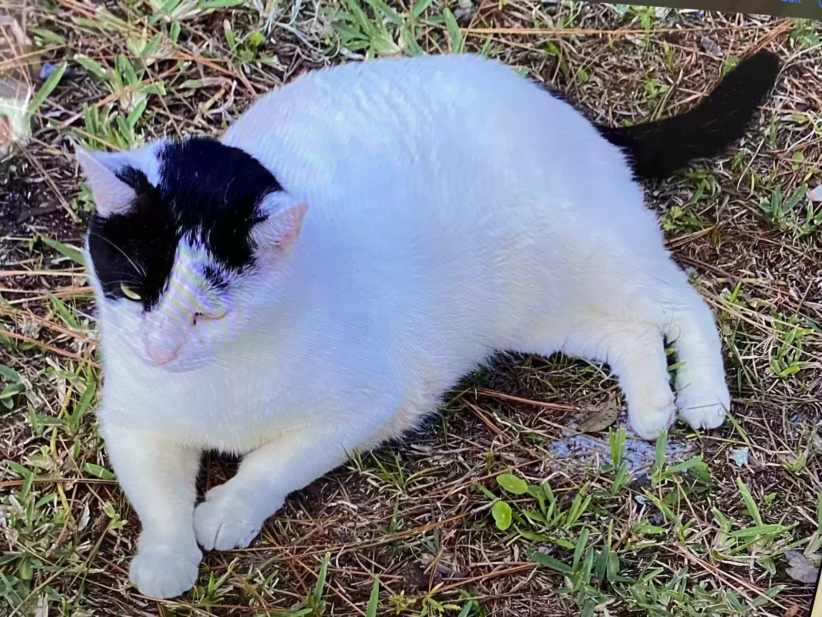 Lost cat in Jacksonville, FL, 32219