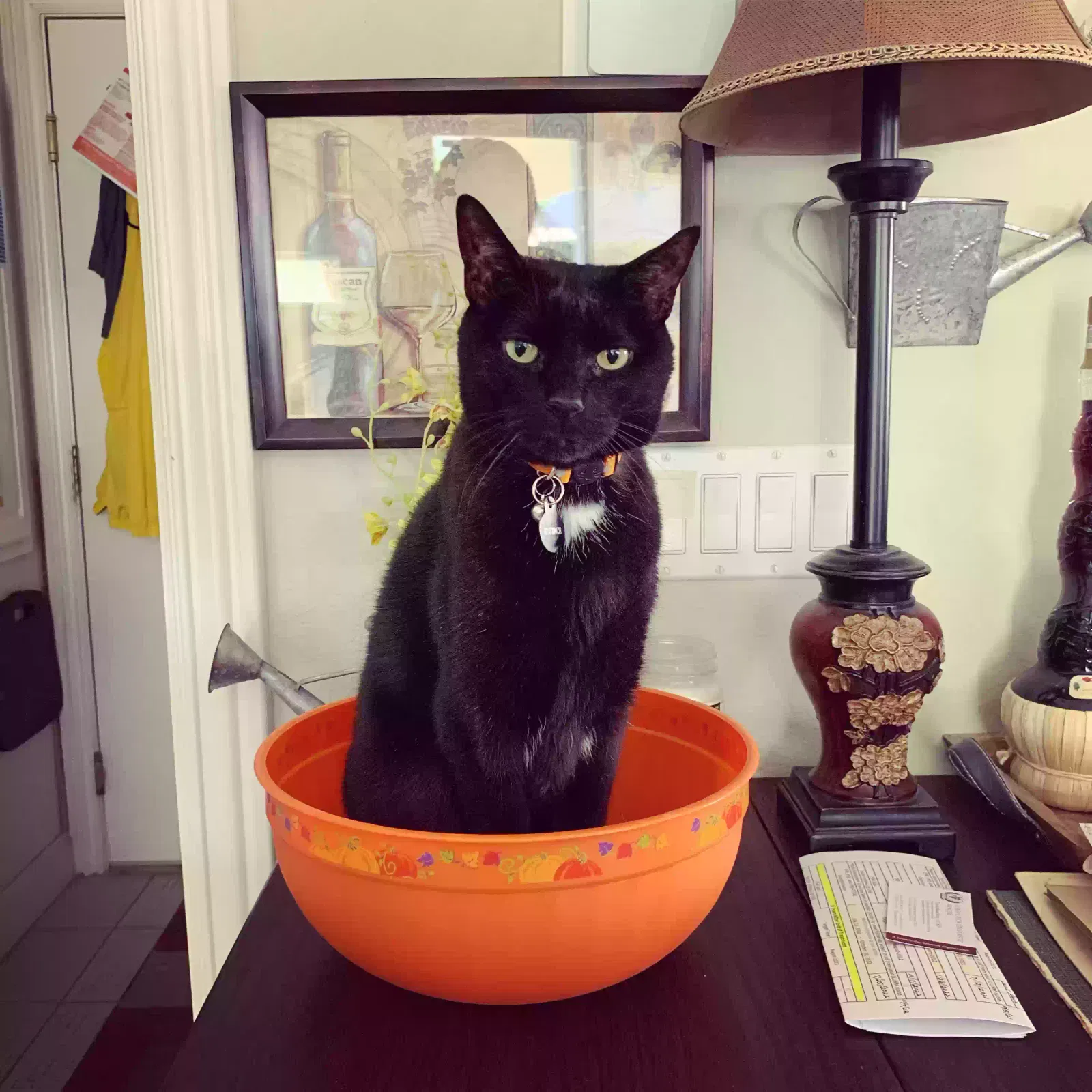 Lost cat in Las Vegas, NV, 89149