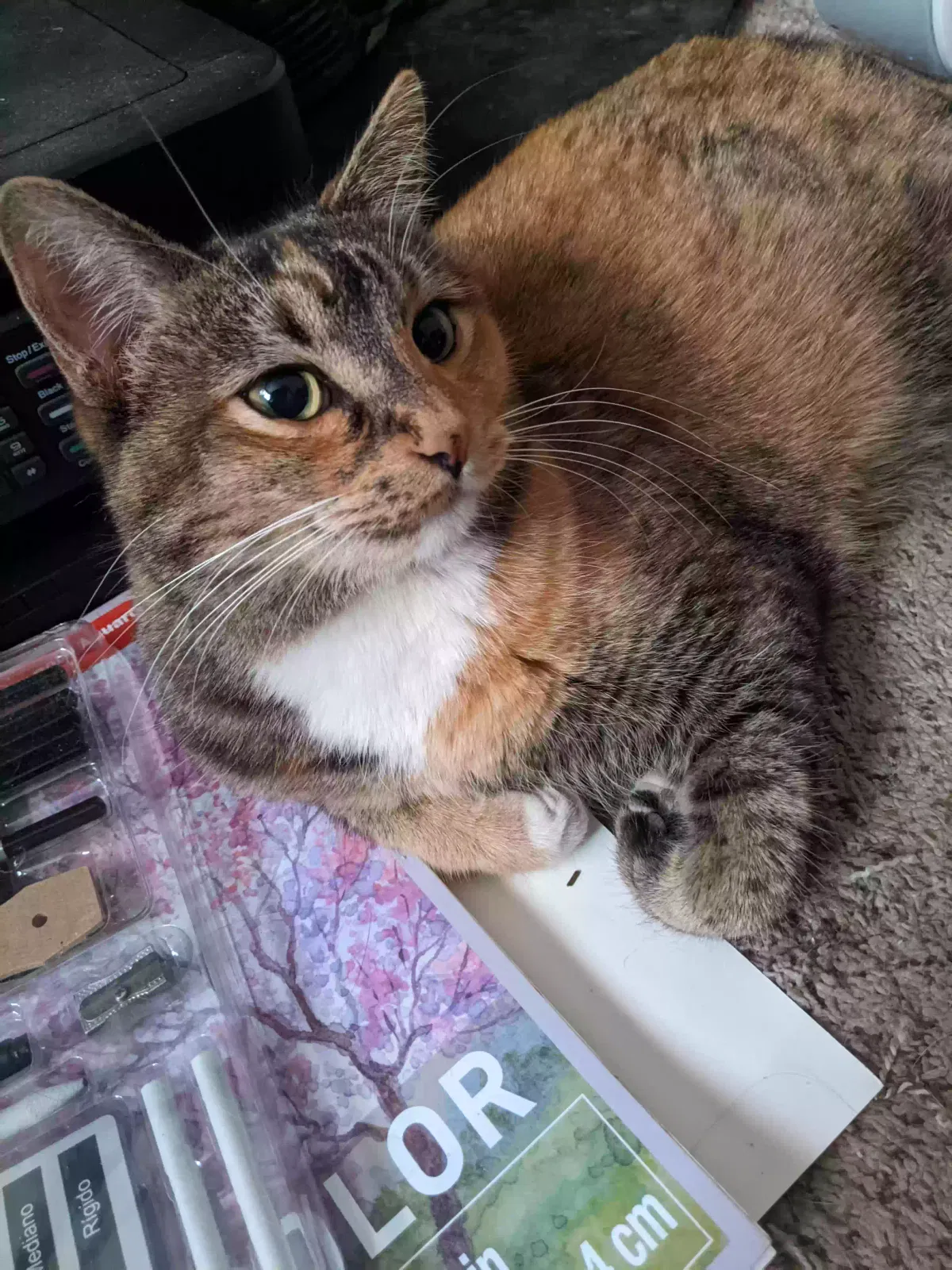 Lost cat in Tucson, AZ, 85710