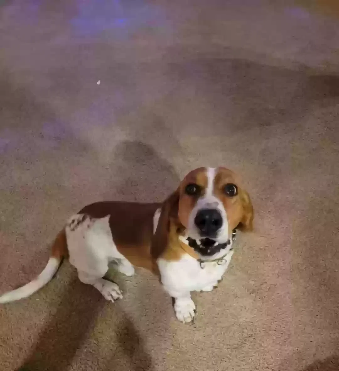 Lost dog in Barnett, MO, 65011