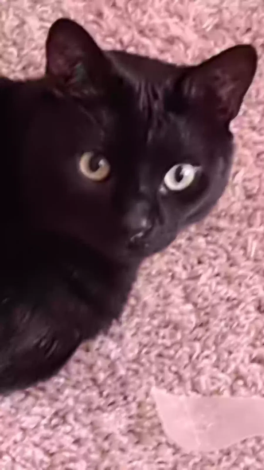 Lost cat in Norman, OK, 73071