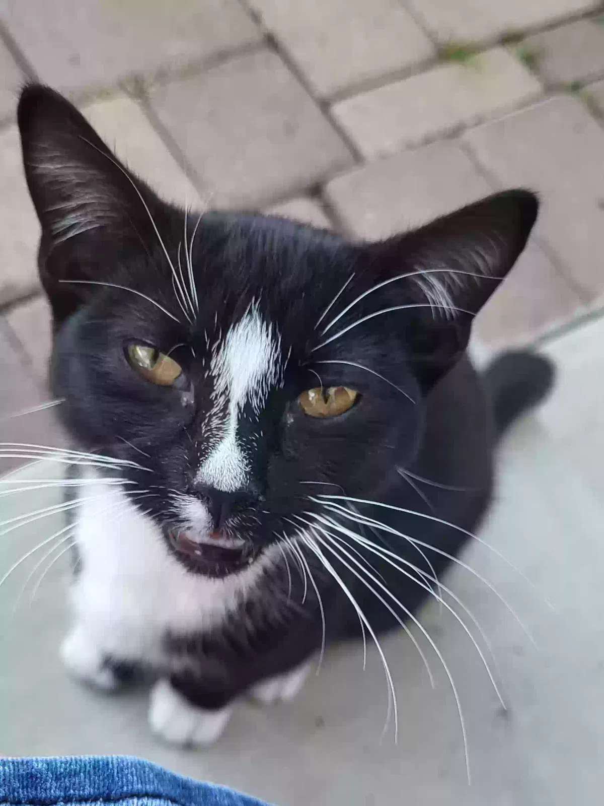 Found cat in Hawthorne, CA, 90250