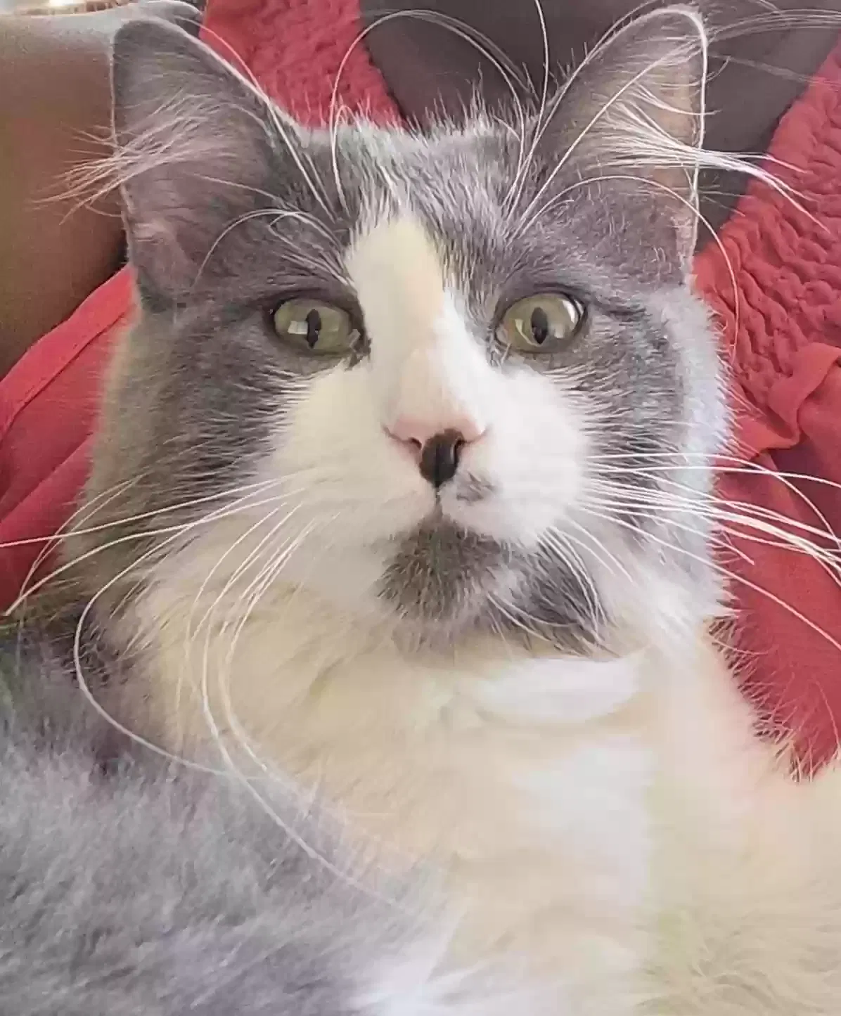 Lost cat in Norfolk, VA, 23502