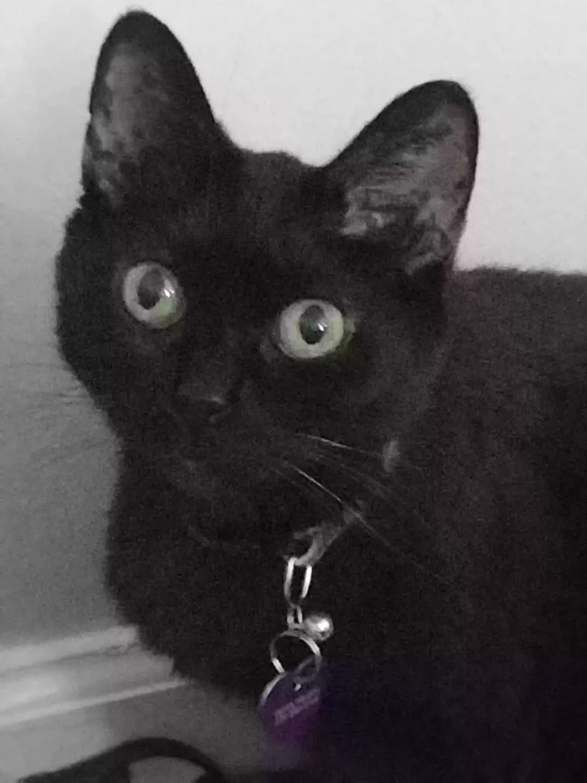 Lost cat in Madisonville, KY, 42431