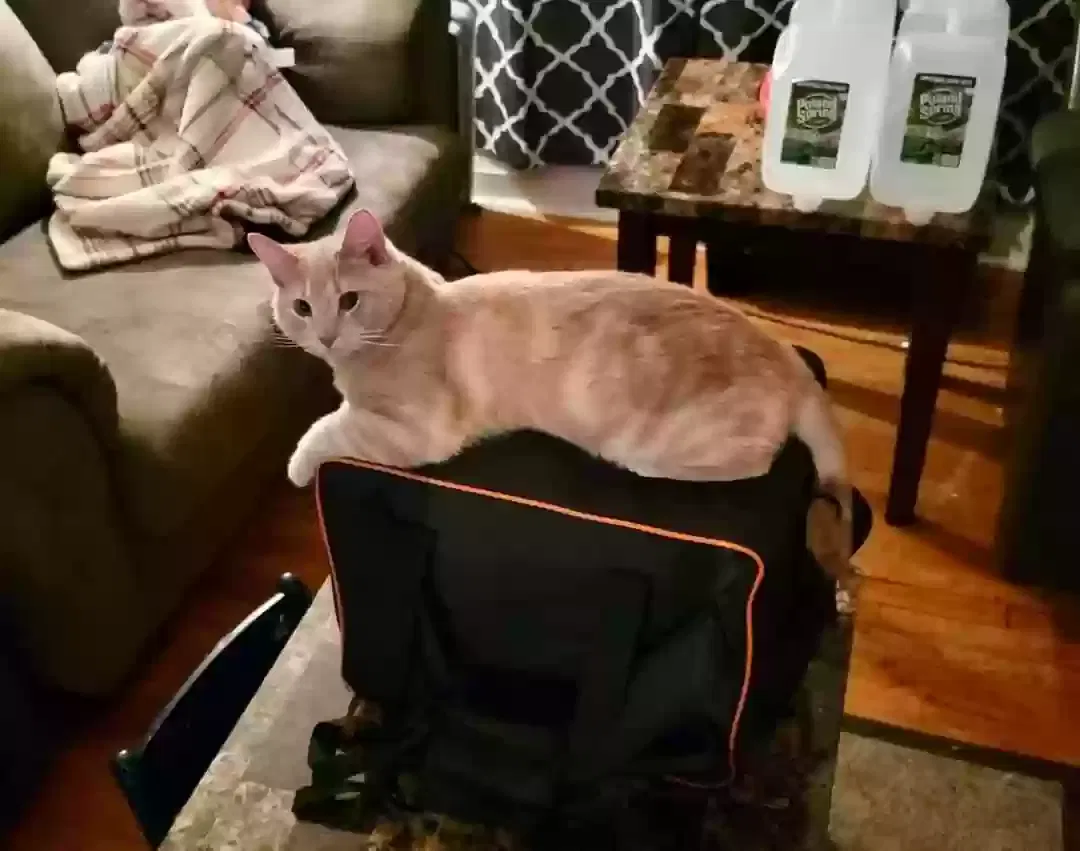 Lost cat in Parkville, MD, 21234