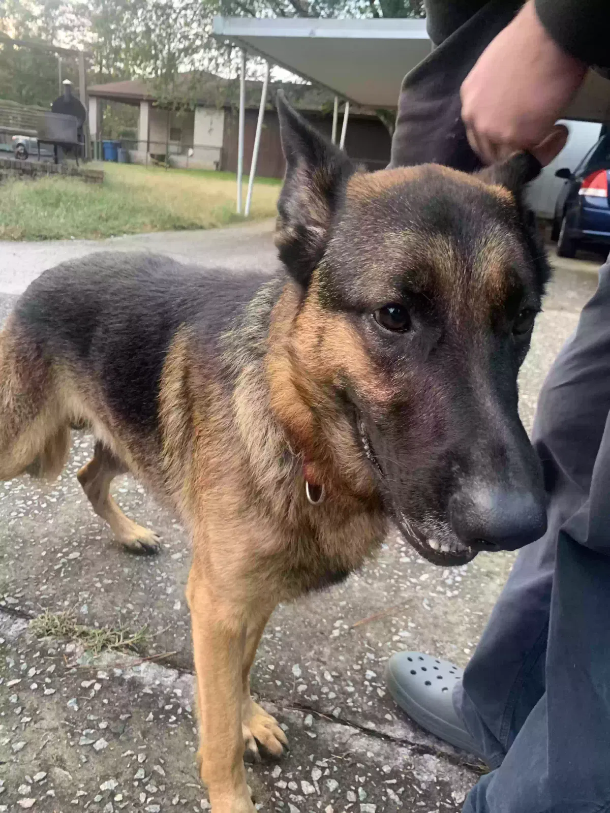 Found dog in West Columbia, SC, 29169