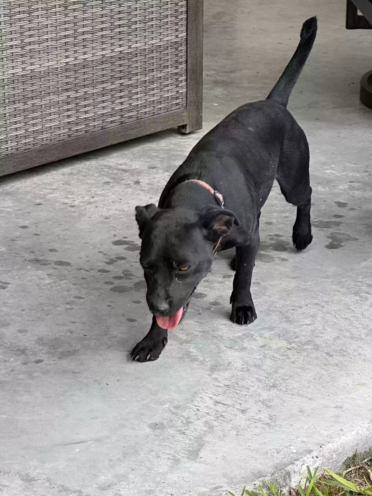 Found dog in Corpus Christi, TX, 78414