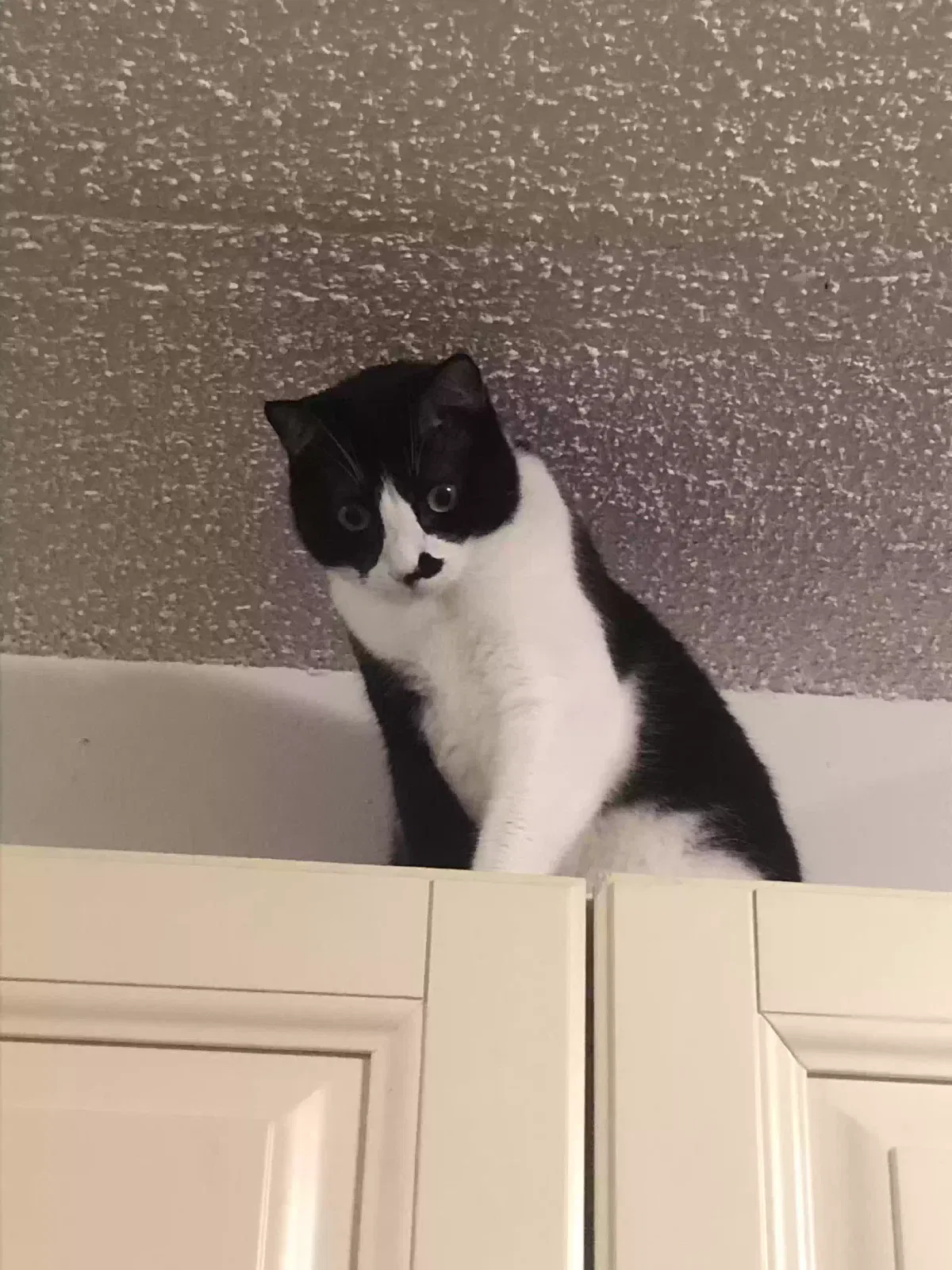 Lost cat in Pensacola, FL, 32514