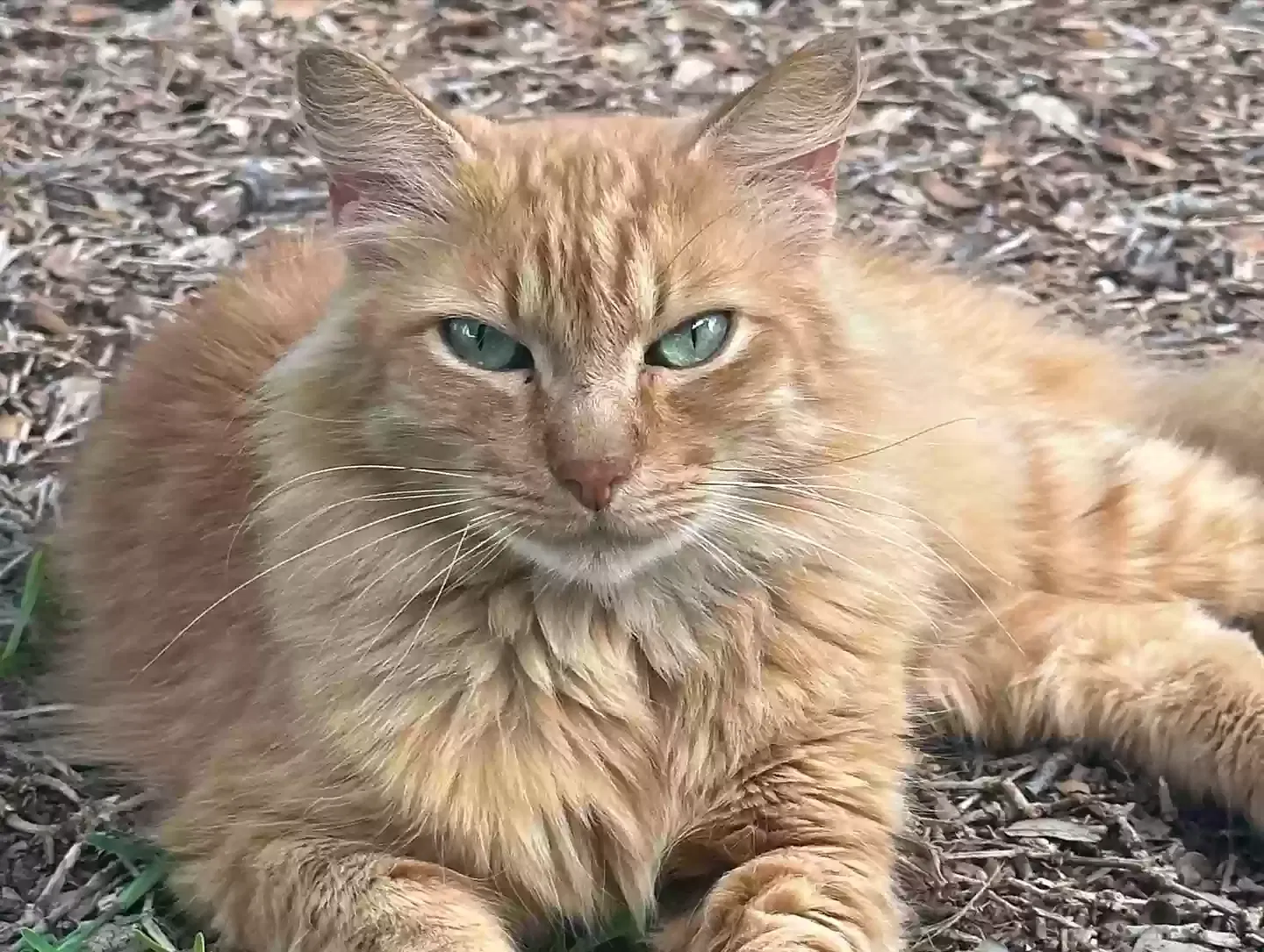 Lost cat in San Antonio, TX, 78249