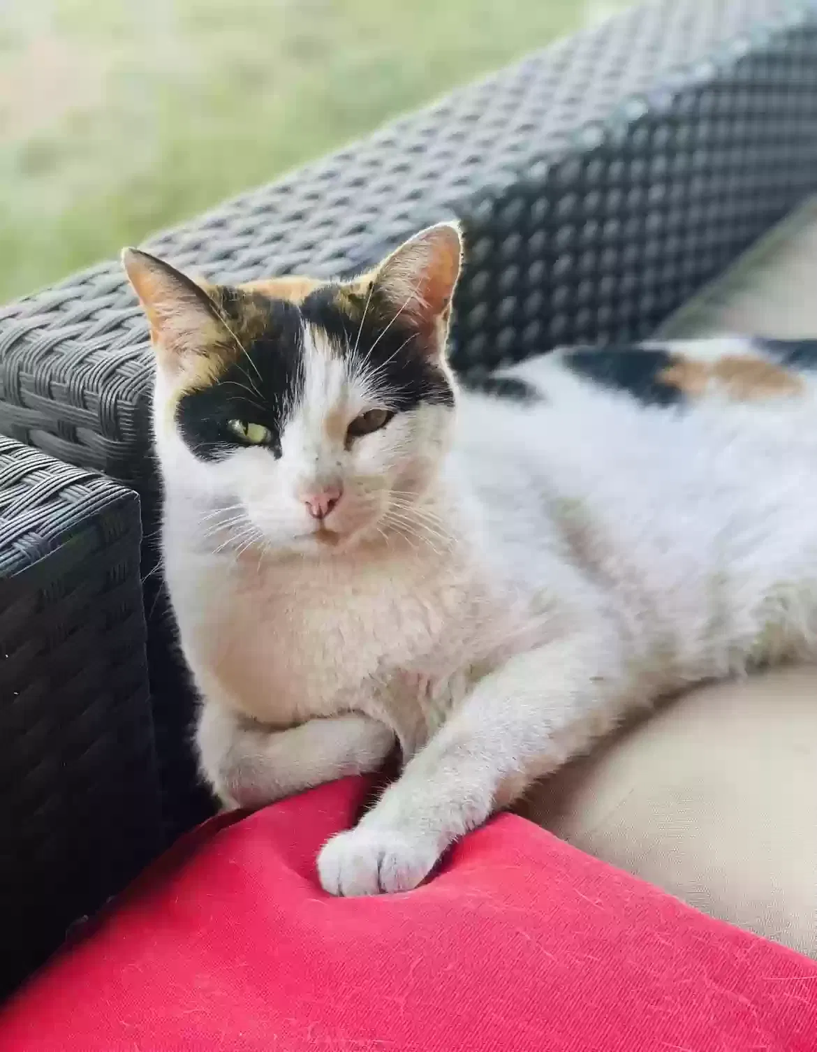 Lost cat in Baldwin Park, CA, 91706