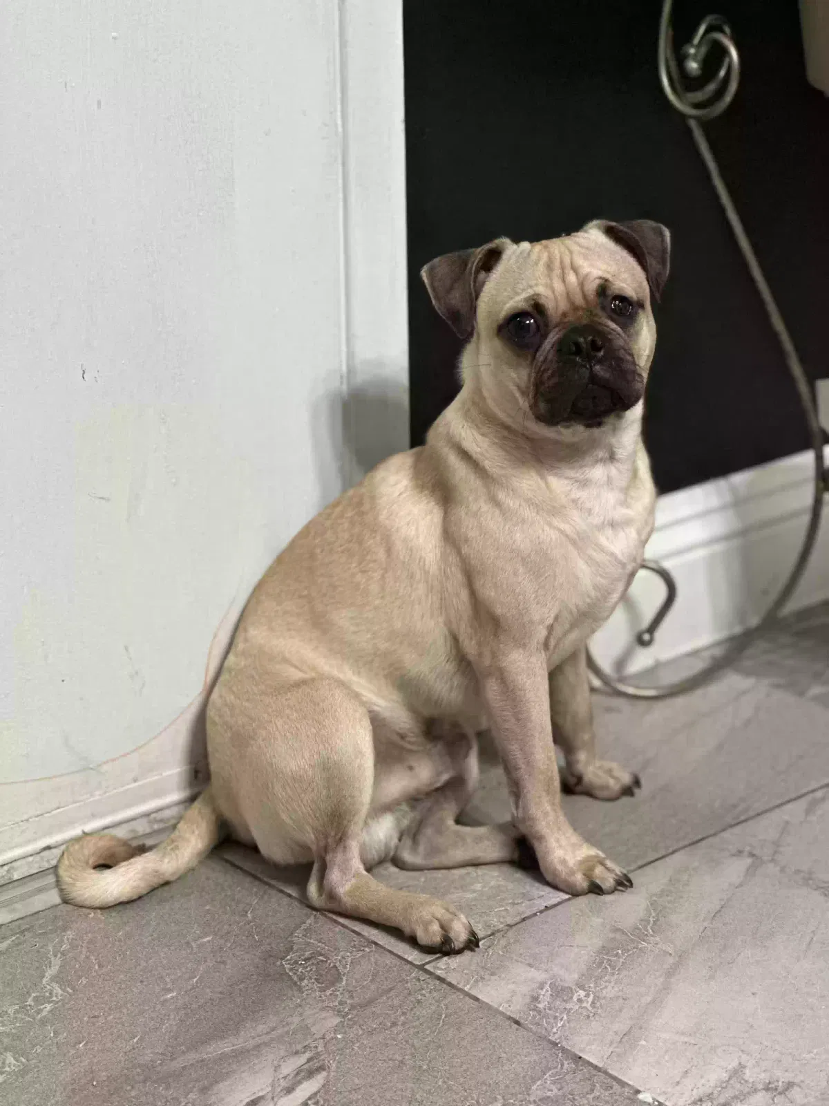 Lost dog in Las Vegas, NV, 89121