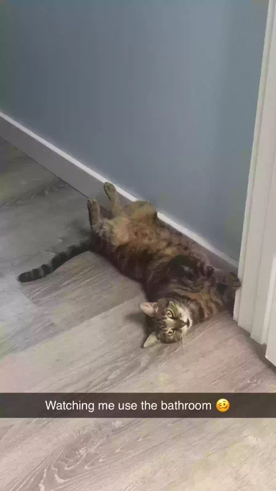 Lost cat in Port Saint Lucie, FL, 34952