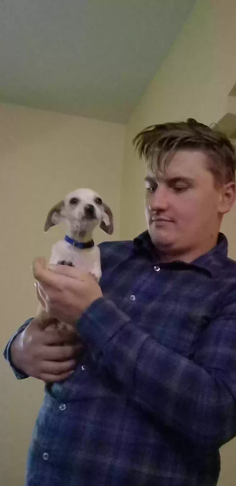 Lost dog in Rio Grande City, TX, 78582