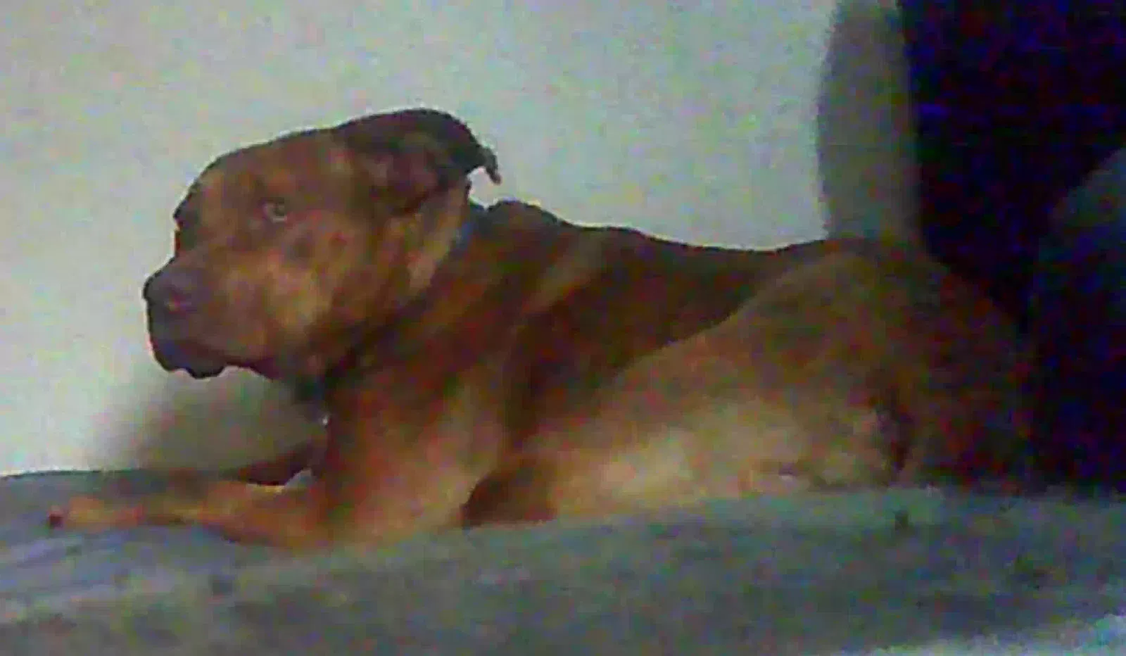 Lost dog in Sacramento, CA, 95834