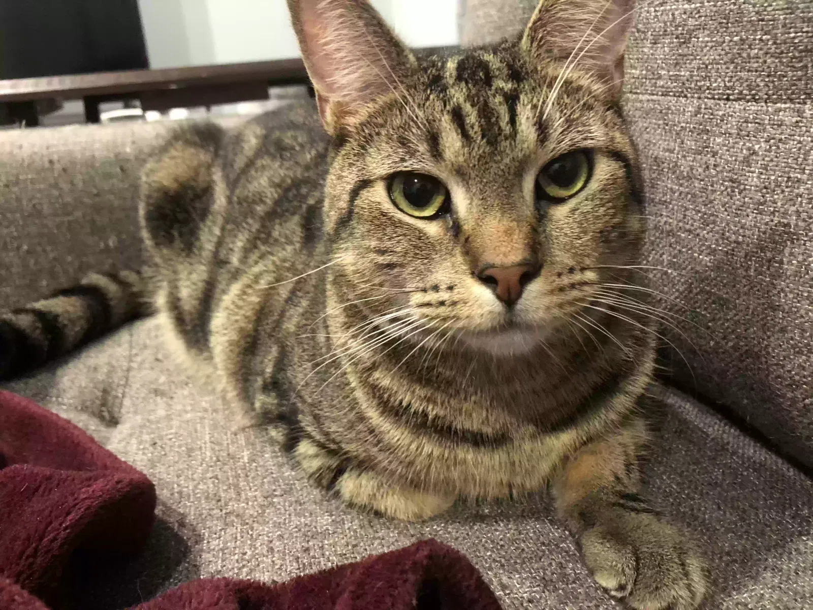 Lost cat in Jersey City, NJ, 7306