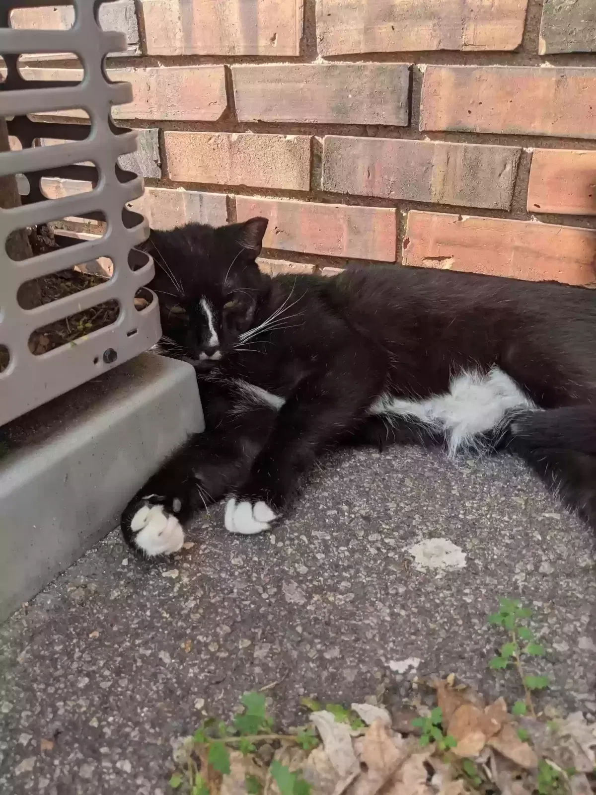 Lost cat in Highland Park, NJ, 8904