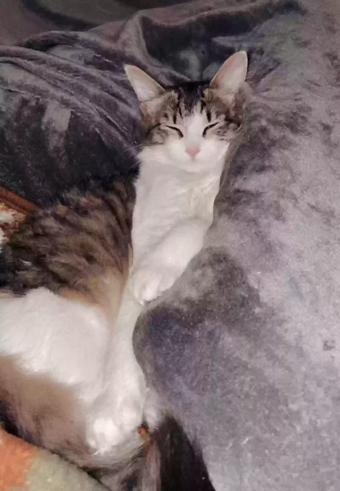 Lost cat in Stanley, NC, 28164