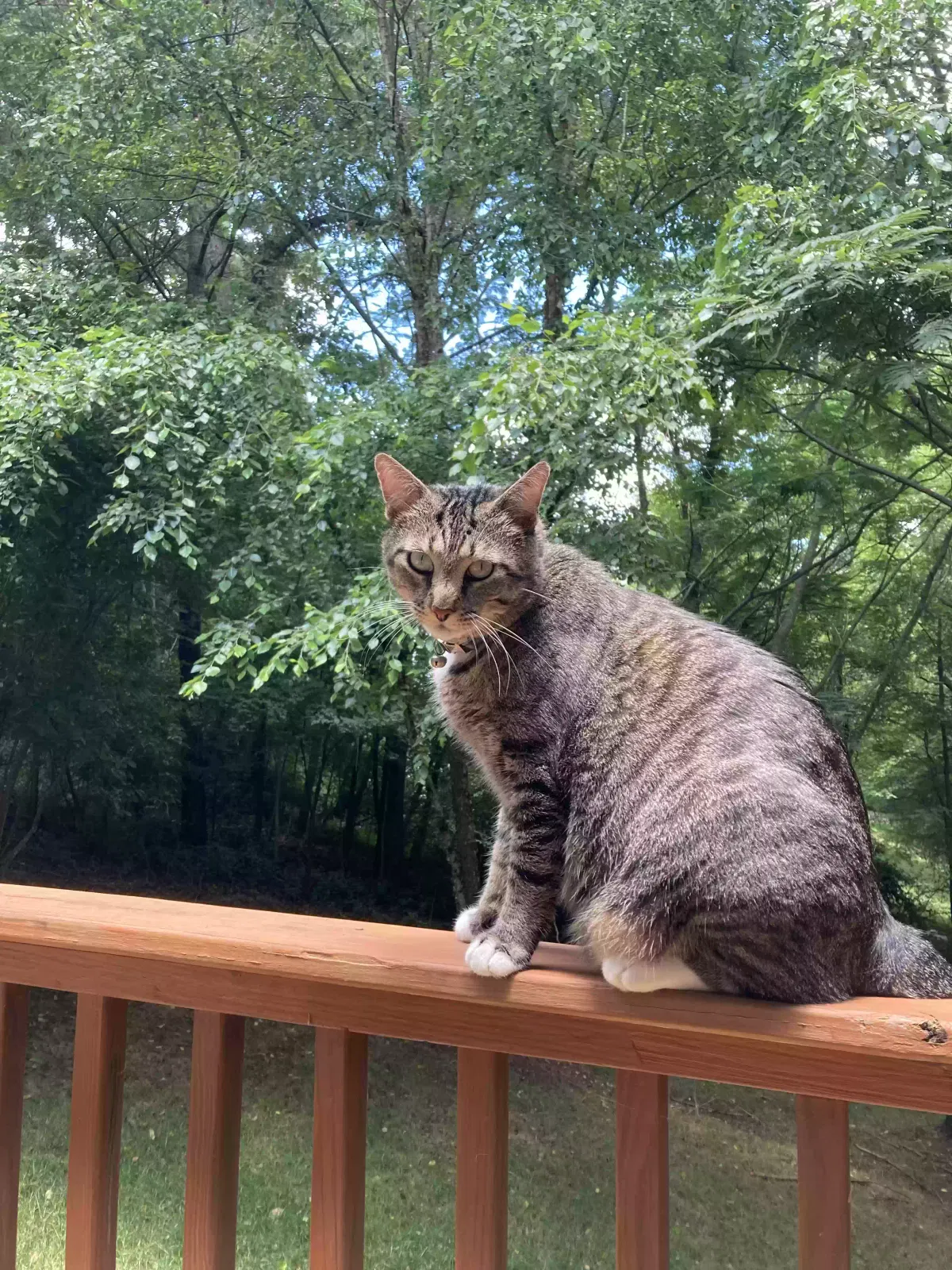 Lost cat in Fort Mill, SC, 29715