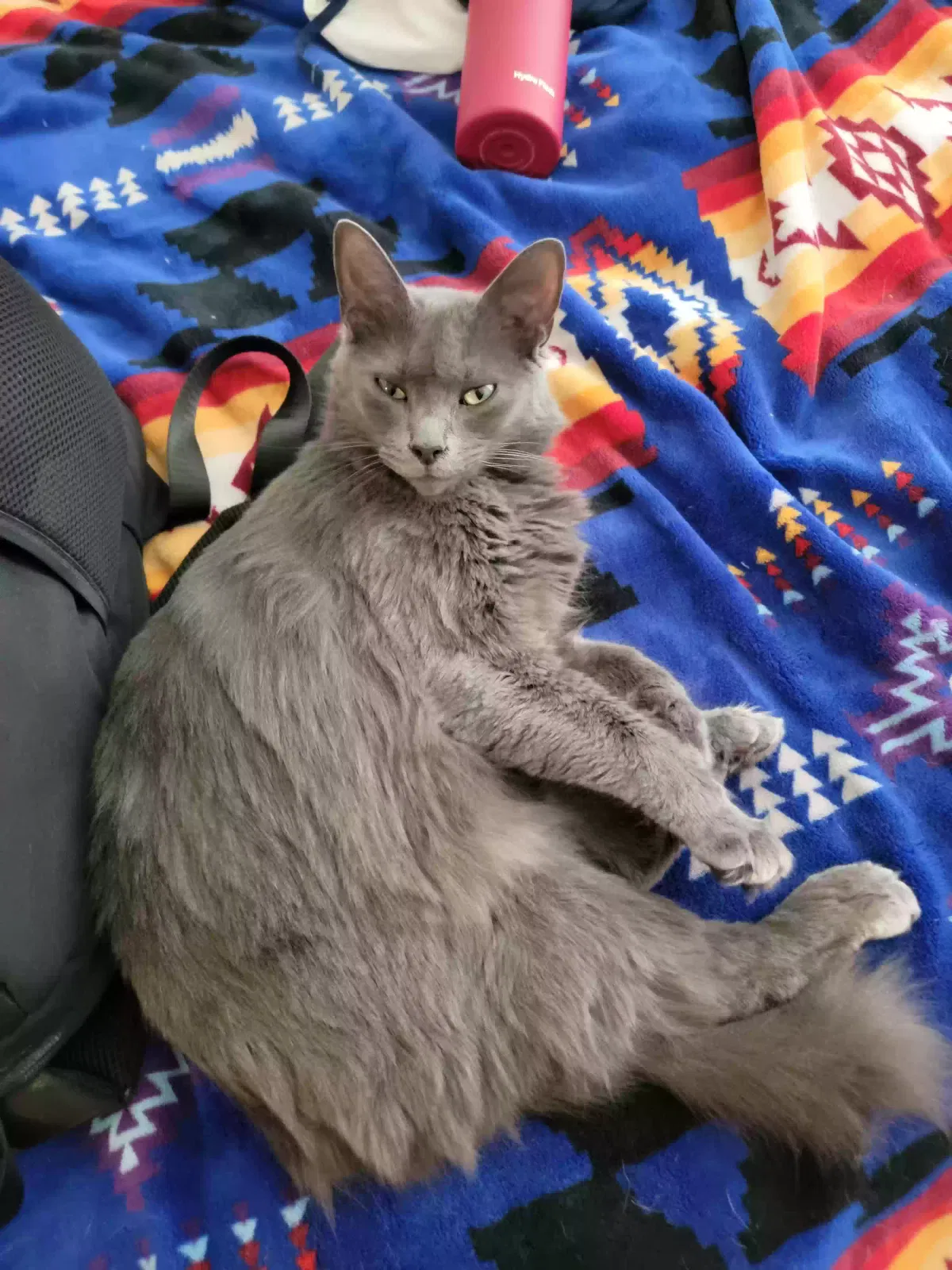 Lost cat in Spring, TX, 77389