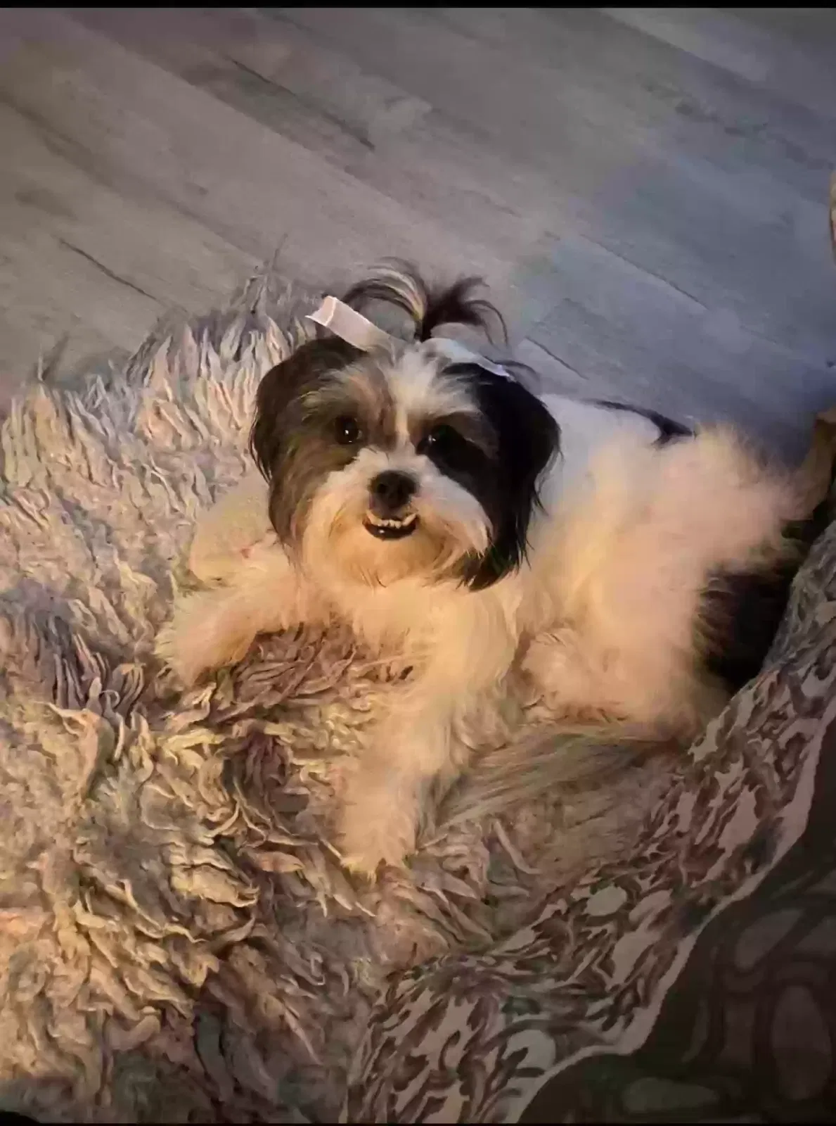 Lost dog in Augusta, GA, 30901