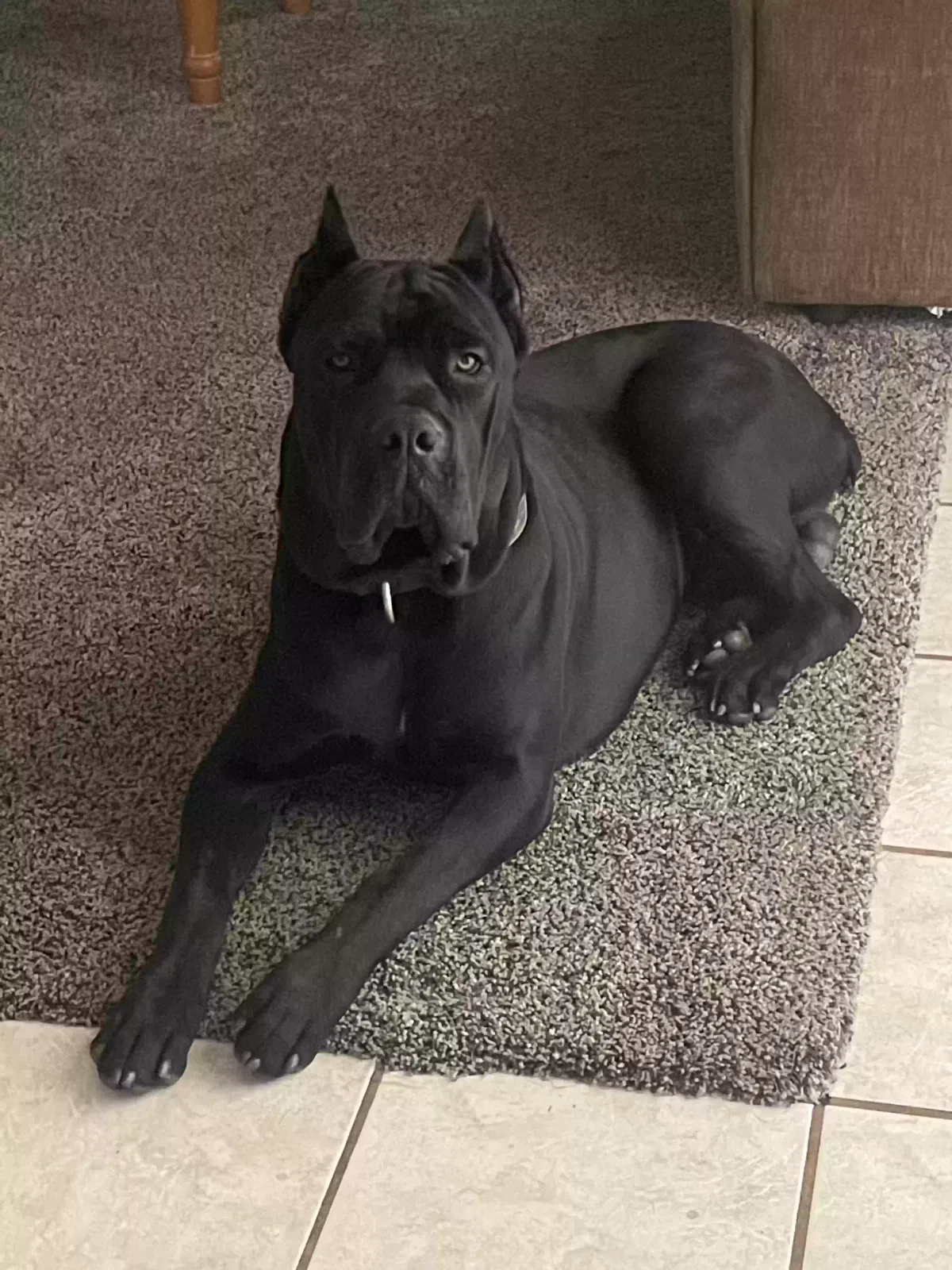 Lost dog in Hesperia, CA, 92345
