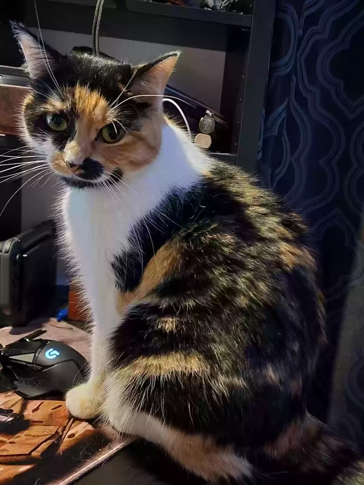 Lost cat in Greensboro, NC, 27405