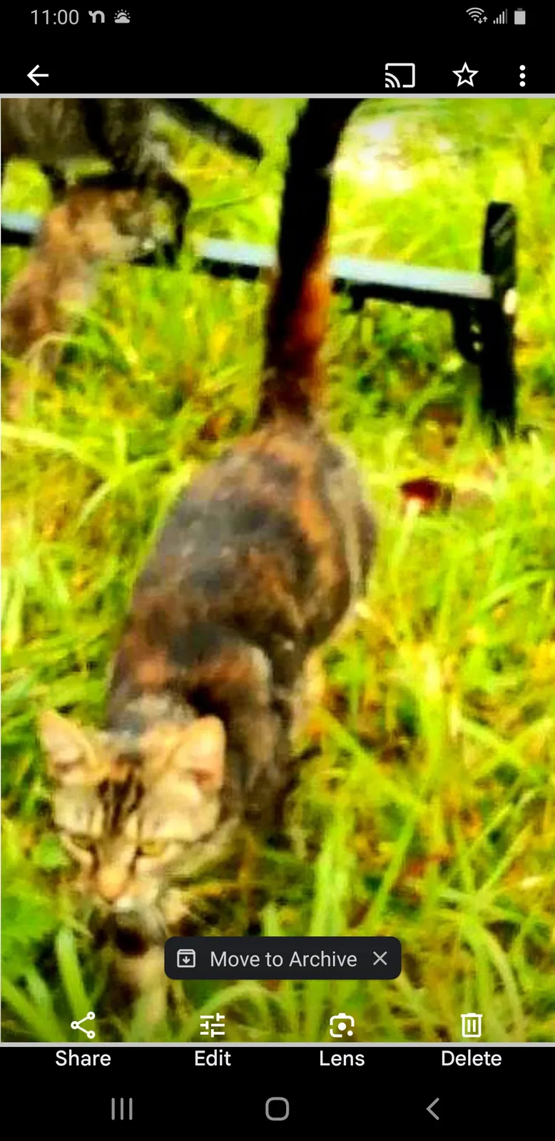 Lost cat in Richmond, KY, 40475