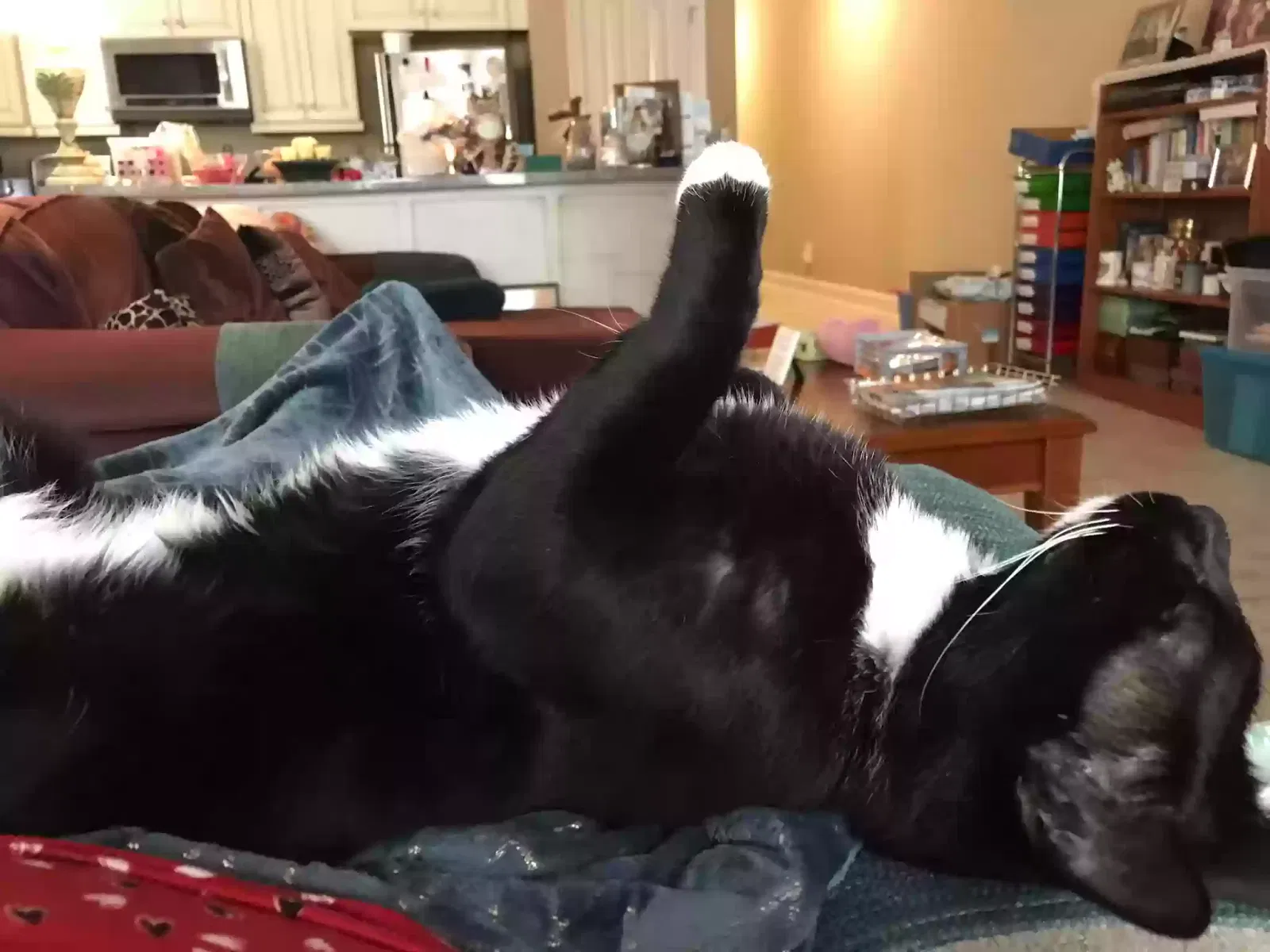 Lost cat in Metairie, LA, 70001