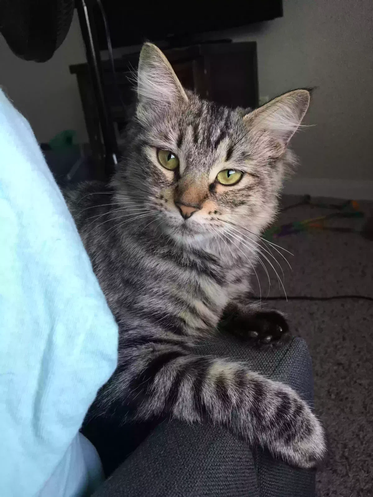 Lost cat in Houston, TX, 77060
