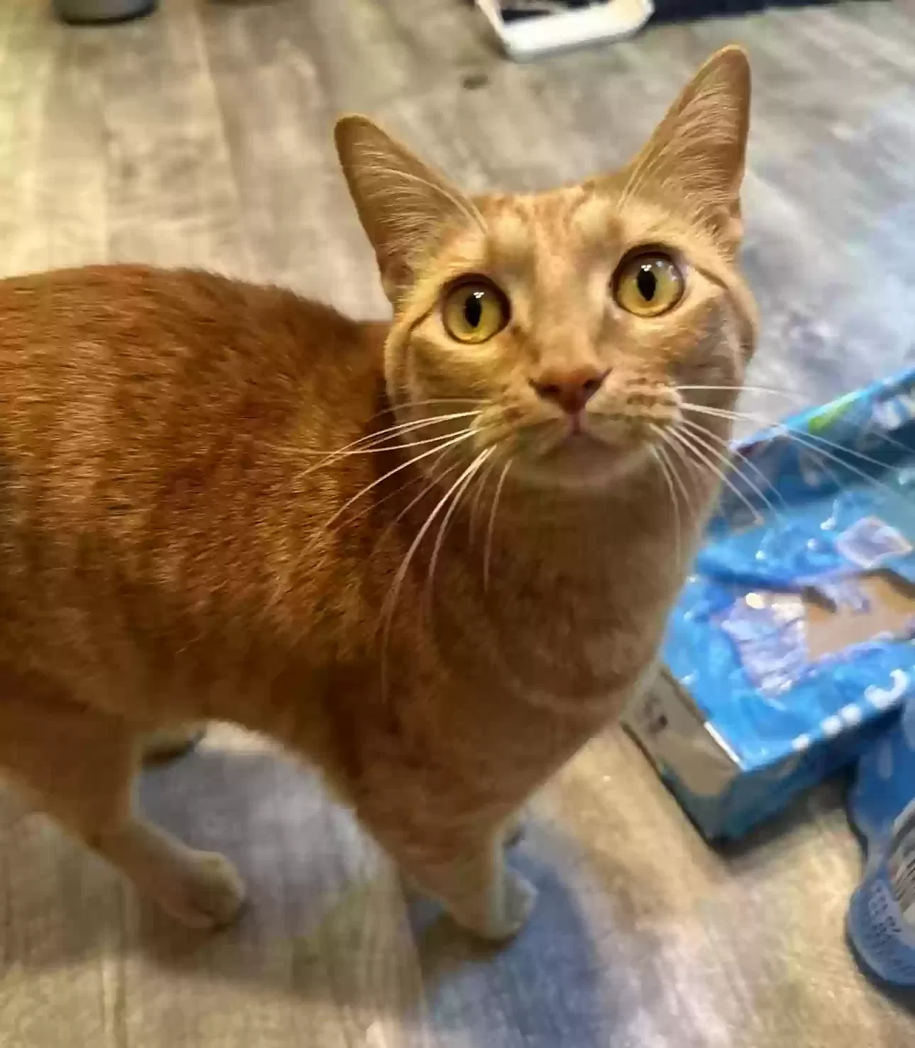 Lost cat in Kennesaw, GA, 30144